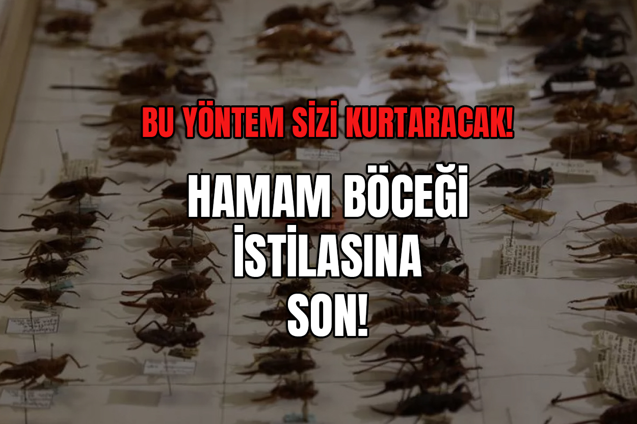 hamam böceklerinden kurtulma yöntemleri